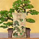 Substrat pentru bonsai Dr. Soil, 1l