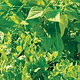 Plasa suport pentru plantele cataratoare Nortene Trellinet, verde, 10 x 1.7 m