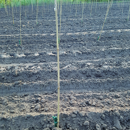 Tutor tomate Nortene, bambus, Ø10 mm, 90 cm
