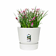 Ghiveci cu rezervor de apa Elho Greenville, plastic, alb, diametru 20 cm