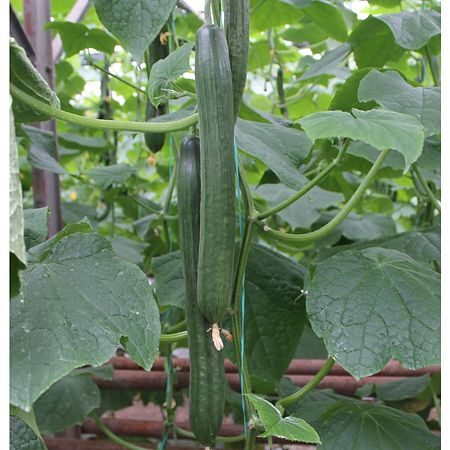 Seminte de castraveti lungi Columna F1 Agrosel Seminte de castraveti lungi Columna F1 Agrosel