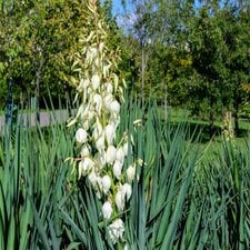 Yucca de gradina: avantajele si dezavantajele cultivarii acestei plante exotice