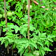 Tutor tomate Nortene, bambus, Ø10 mm, 90 cm