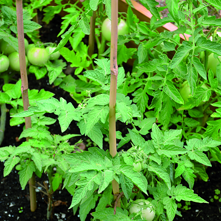 Tutor tomate Nortene, bambus, Ø10 mm, 90 cm