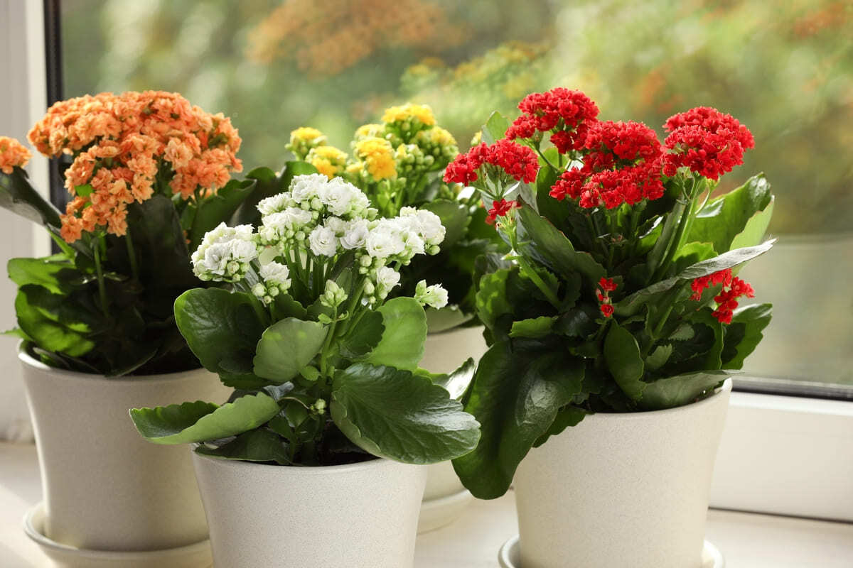 Kalanchoe: recomandari pentru plantare si ingrijire corecte