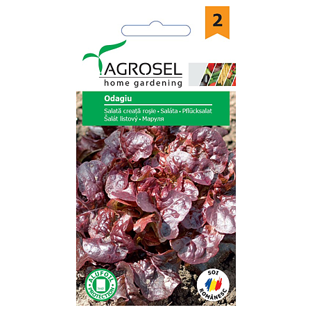 Seminte de salata creata rosie, Agrosel Odagiu
