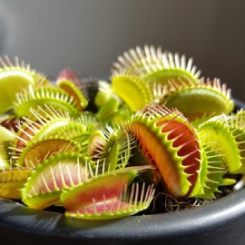 Plante carnivore: tipuri, sfaturi pentru plantare si ingrijire
