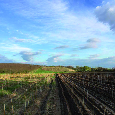 Tutor tomate Nortene, bambus, Ø10 mm, 90 cm