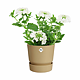 Ghiveci cu rezervor de apa Elho Greenville, plastic, nisip, diametru 14 cm