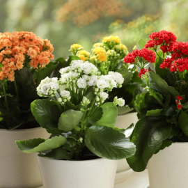 Kalanchoe: recomandari pentru plantare si ingrijire corecte