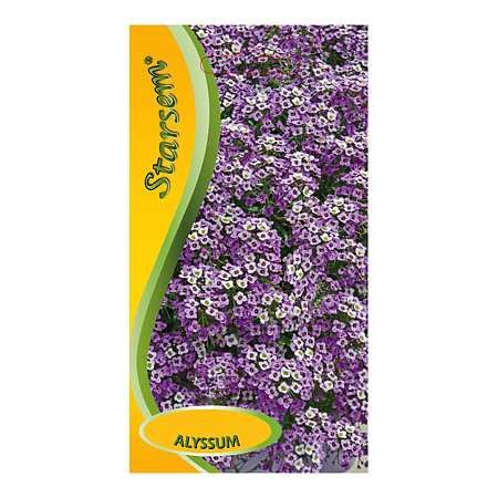 Seminte de alyssum violet, Starsem