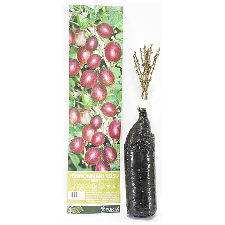 Arbust fructifer Agris Yurta, 500 g