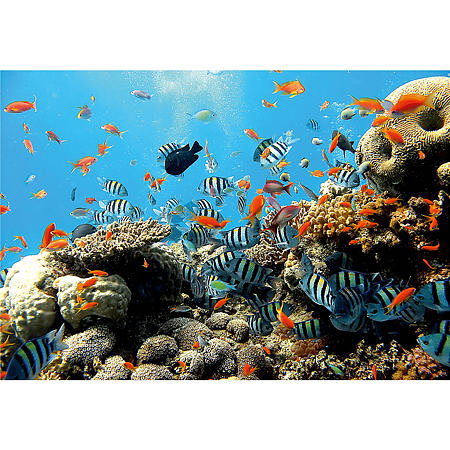 Fototapet duplex Recif de corali, 254 x 184 cm 
