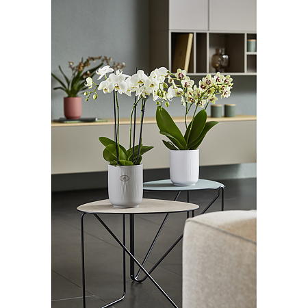 Ghiveci SK Falun Glamour, ceramica, alb, diametru 15 cm, 15 cm