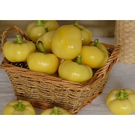  Seminte de ardei iute rotundel Agrosel