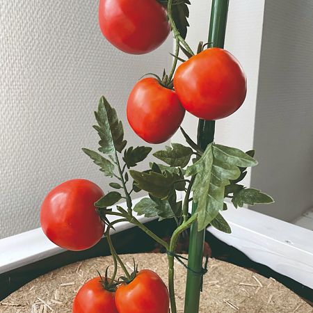Tutor bambus plastifiat, Nortene, verde, Ø16 mm, 150 cm
