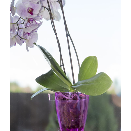 Masca Miltonia Crystal, plastic, lavanda, diametru 13.3 cm, 16.3 cm