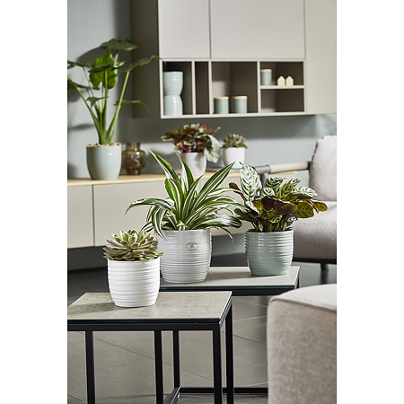 Ghiveci SK Bergamo Pure, ceramica, vernil, diametru 13 cm, 12 cm