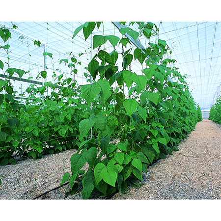 Plasa suport pentru plantele cataratoare Nortene Trellinet, verde, 10 x 1.7 m
