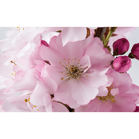 Fototapet duplex Apple Blossom, 368 x 254 cm