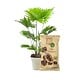 Lava vulcanica Dr. Soil, 1 L